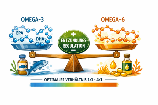 Essenzielle Fettsäuren: Omega-3 und Omega-6 im Gleichgewicht