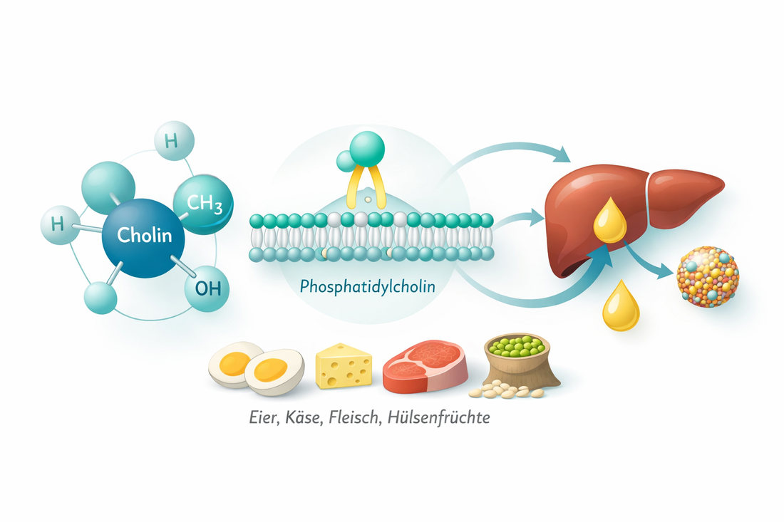 Cholin und die Leber: Funktion, Bedarf und Studienlage