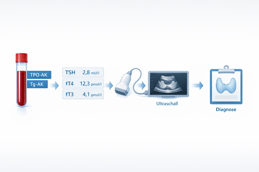 Hashimoto-Diagnose: Indikation, Laborparameter und Sonographie
