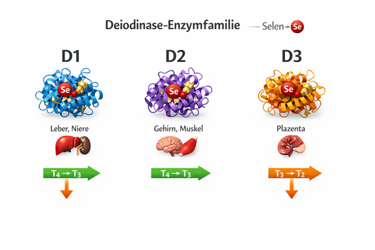 Deiodasen: Biochemie, Isoformen und Modulatoren der Schilddruesenhormon-Konversion