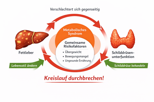 Hypothyreose und MASLD: pathophysiologische Verbindungen und Studienlage
