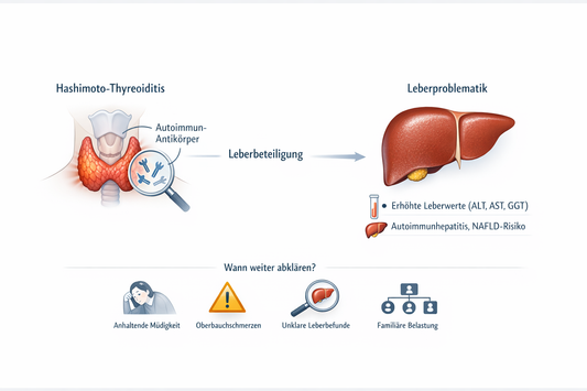 Erhöhte Leberwerte bei Hashimoto