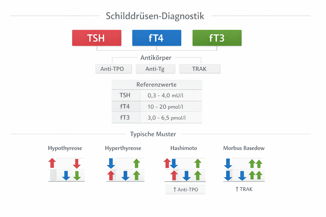 Schilddrüsenwerte: TSH, fT4 und fT3 in der Labordiagnostik