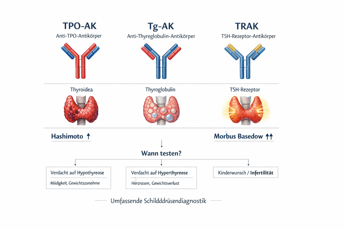 Schilddruesen-Antikoerper: TPO-AK, Tg-AK und TRAK in der Diagnostik