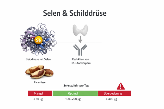 Selen und die Schilddrüse: Funktion, Studienlage und Sicherheits-
