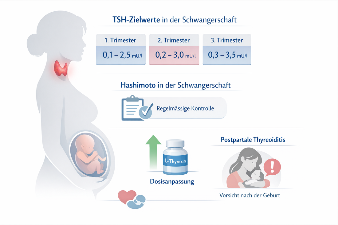 Schilddrüse und Schwangerschaft: Physiologie, Leitlinien und Studienlage