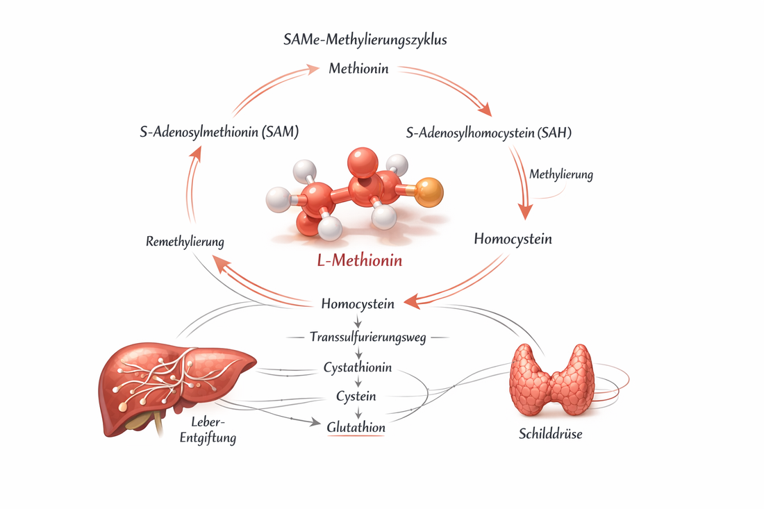 L-Methionin: Biochemie, Methylierungszyklus und Studienlage