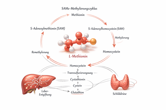 L-Methionin: Biochemie, Methylierungszyklus und Studienlage