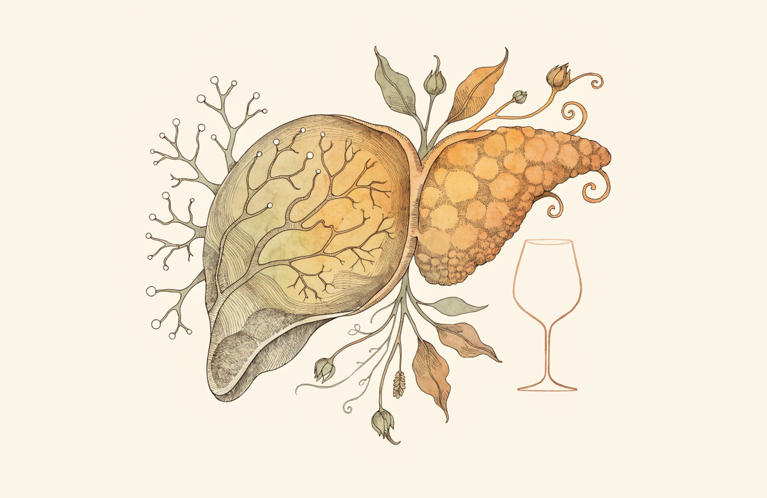 Alkohol und die Leber: Pathophysiologie, Stadien und aktuelle Risiko-Einschätzung