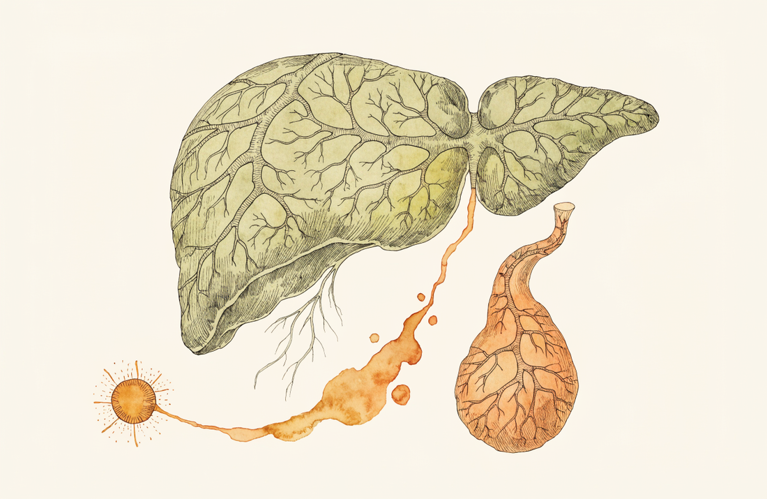 Bilirubin im Blut — Stoffwechsel, Befundinterpretation und Differentialdiagnose