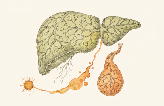 Bilirubin im Blut — Stoffwechsel, Befundinterpretation und Differentialdiagnose
