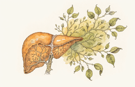 Leberregeneration: Physiologie, Grenzen und Studienlage