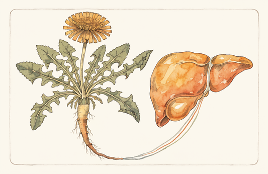 Löwenzahn (Taraxacum officinale): Biochemie und Studienlage
