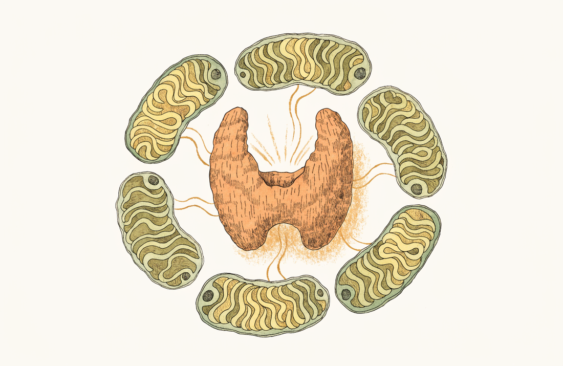 Mitochondrien und Schilddrüse: Energie für die Hormonwirkung