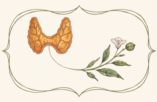 Schilddrüse und Schwangerschaft: Physiologie, Leitlinien und Studienlage