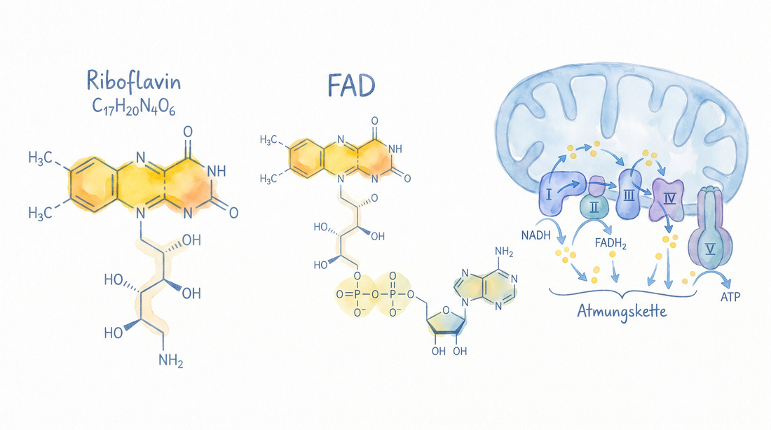 Vitamin B2 Riboflavin Molekülstruktur mit FAD Coenzym und mitochondrialer Atmungskette