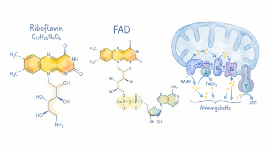 Vitamin B2 Riboflavin Molekülstruktur mit FAD Coenzym und mitochondrialer Atmungskette