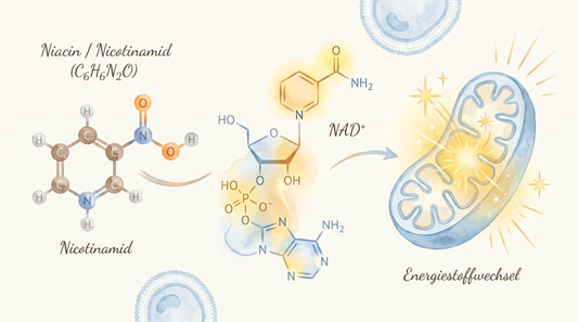 Vitamin B3 Niacin Nicotinamid Molekülstruktur mit NAD+ Coenzym und Energiestoffwechsel