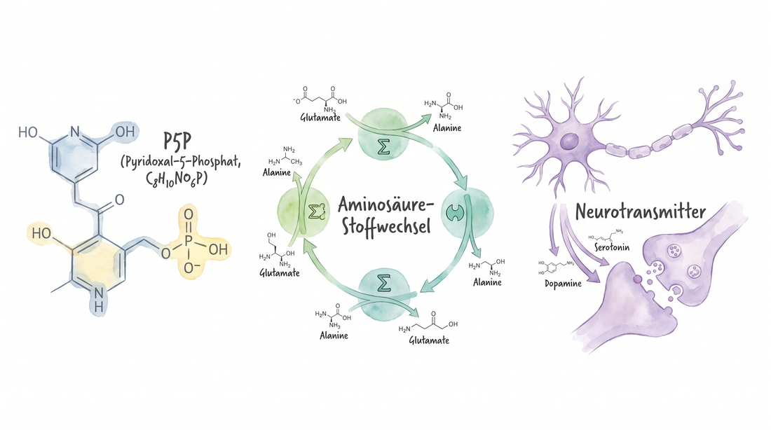 Vitamin B6 Pyridoxal-5-Phosphat P5P Molekülstruktur mit Aminosäure-Stoffwechsel und Neurotransmitter-Synthese