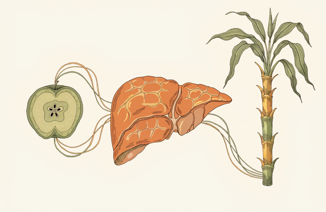 Zucker und Fruktose: Verarbeitung in der Leber, Studienlage zu MASLD und WHO-Empfehlungen