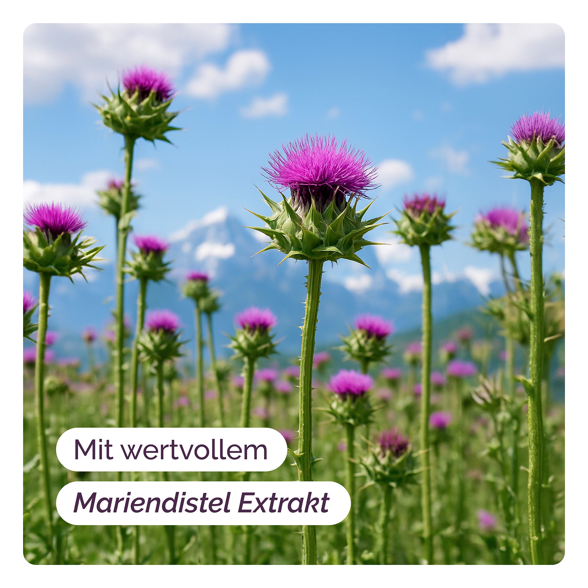 Wandelkraft - Revitera