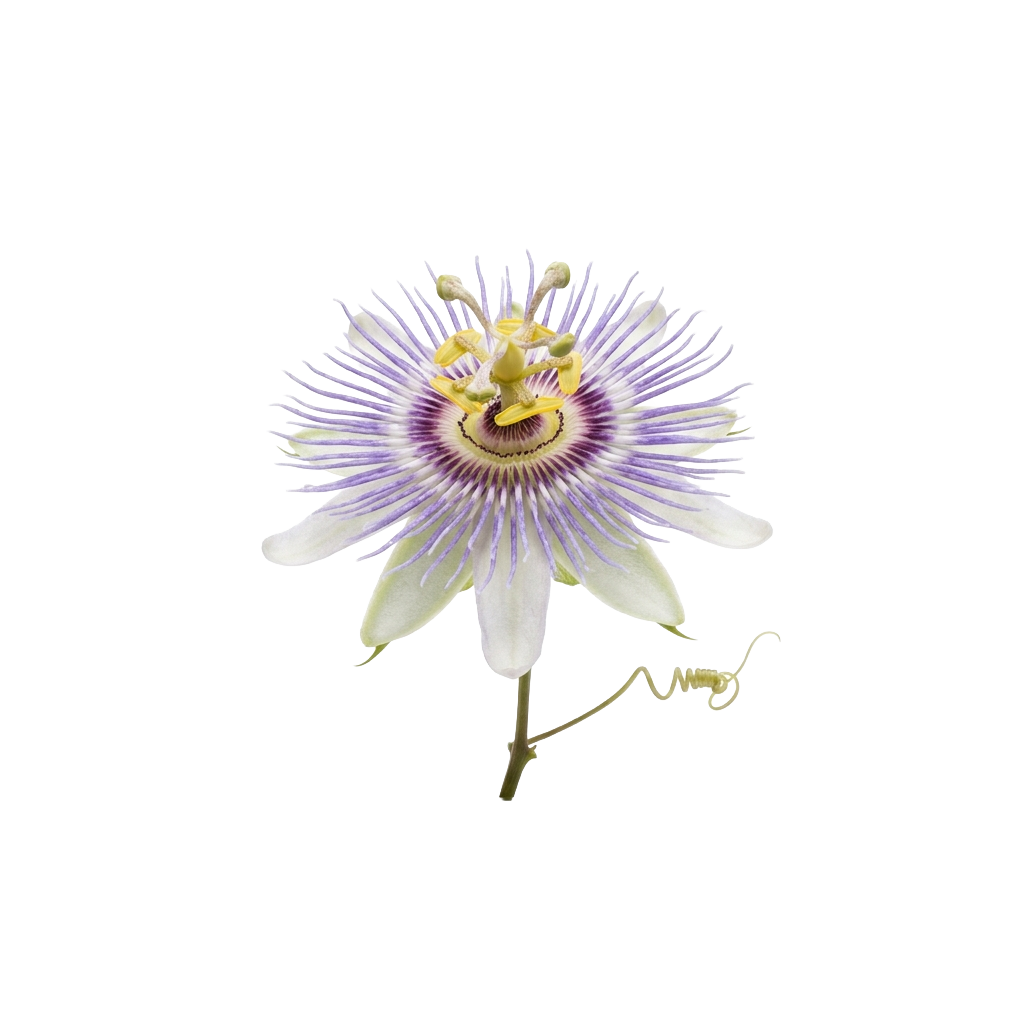 Passionsblumen-Extrakt — frische Passionsblume Passiflora incarnata