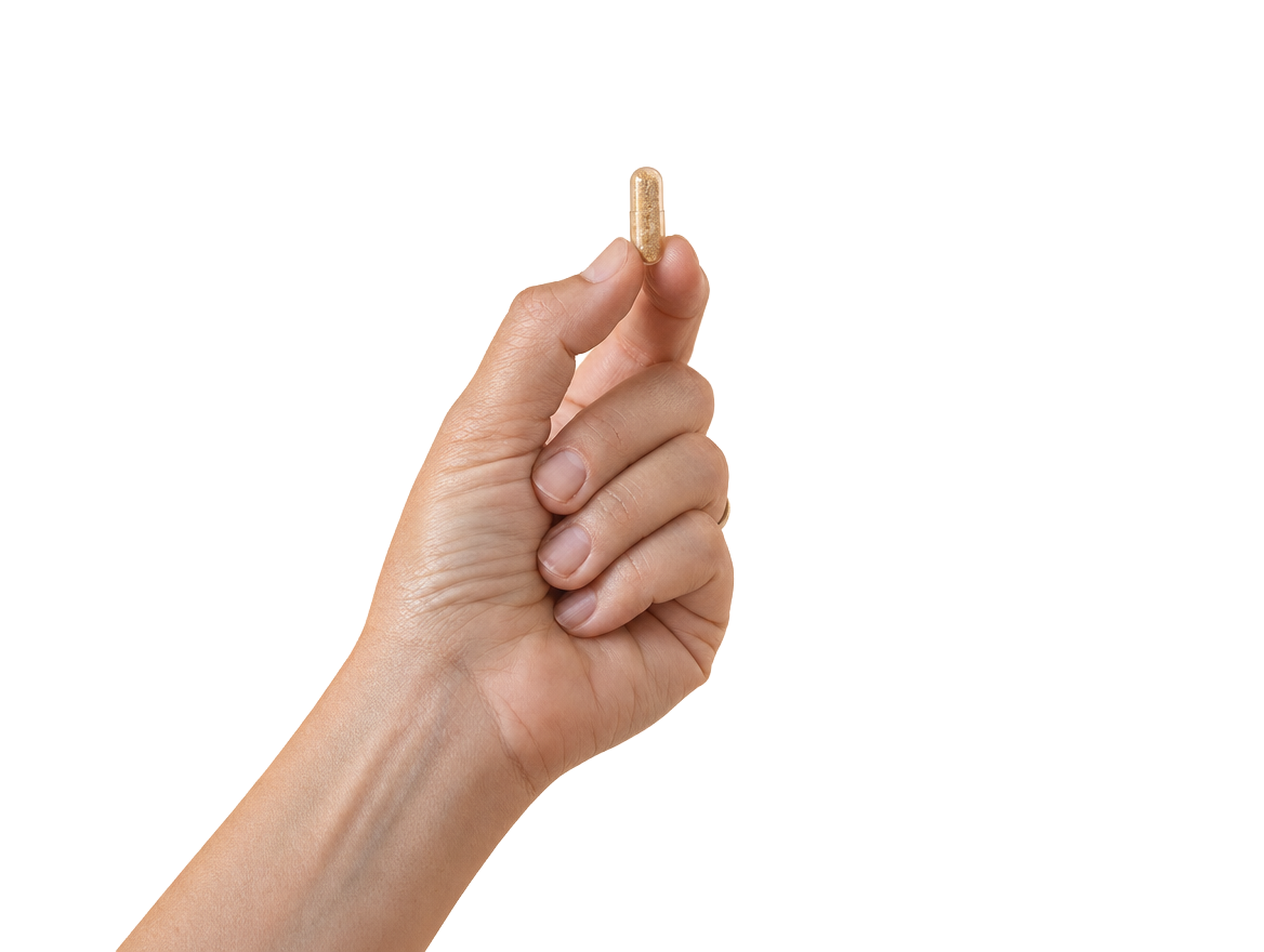 Hand hält transparente pflanzliche Kapsel mit sichtbarem Pflanzenpulver