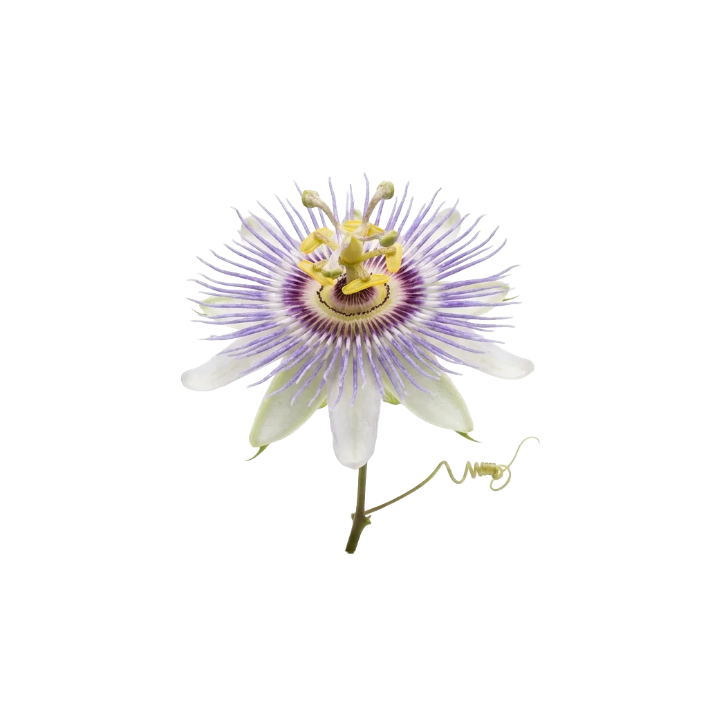 Passionsblumen-Extrakt — frische Passionsblume Passiflora incarnata