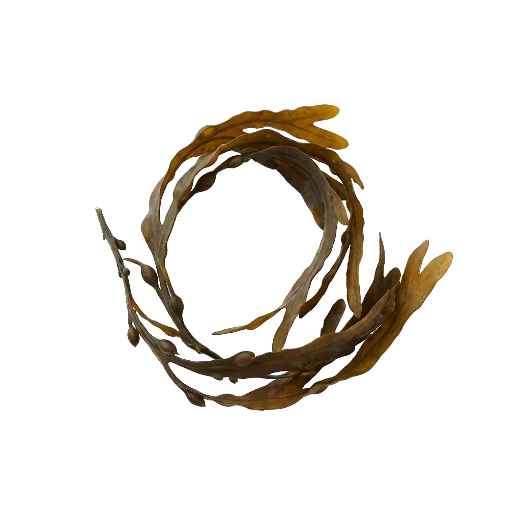 Kelp-Pulver — frische Braunalge Ascophyllum Nodosum als Jod-Quelle