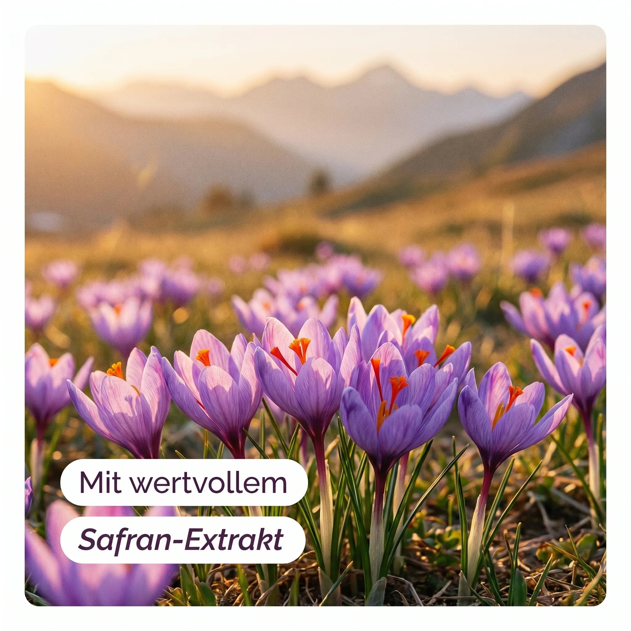Safran-Krokus-Feld
