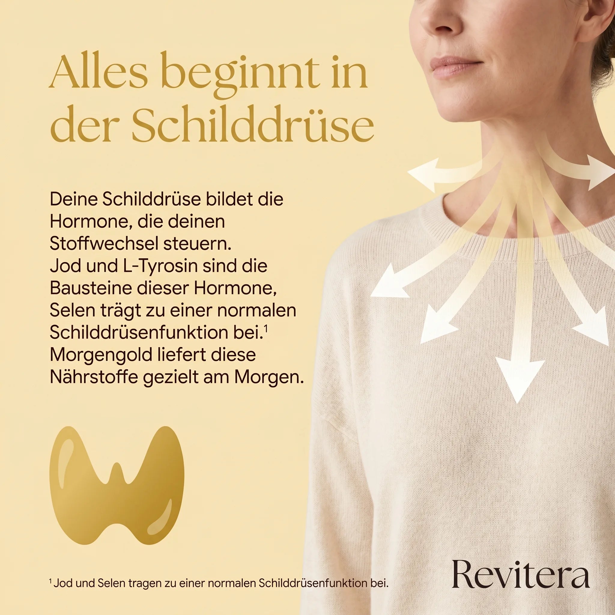 Schilddrüse — Hormonproduktion