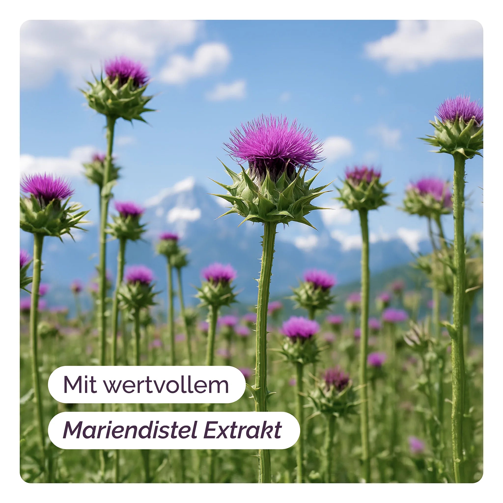 Mariendistel-Feld vor Bergpanorama